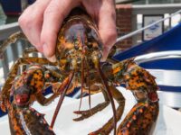 finz Seafood and grill Live Lobster Salem Massachusetts