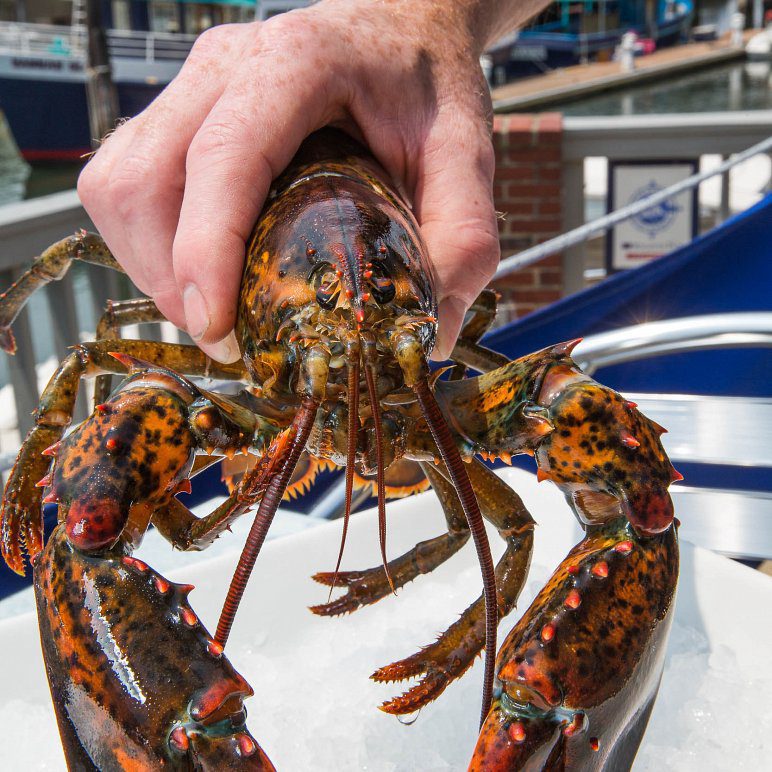 finz Seafood and grill Live Lobster Salem Massachusetts