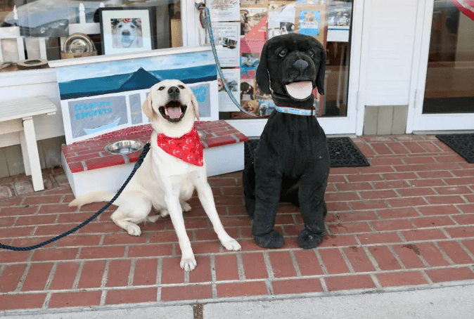 Pickering Wharf Pet Friendly