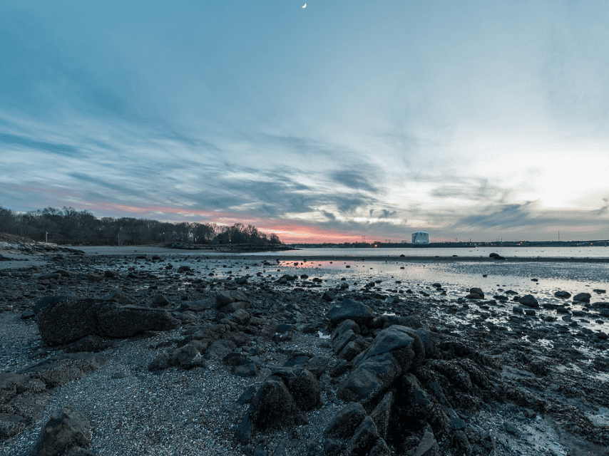 Wildlife at Dead Horse Beach Salem Massachusetts