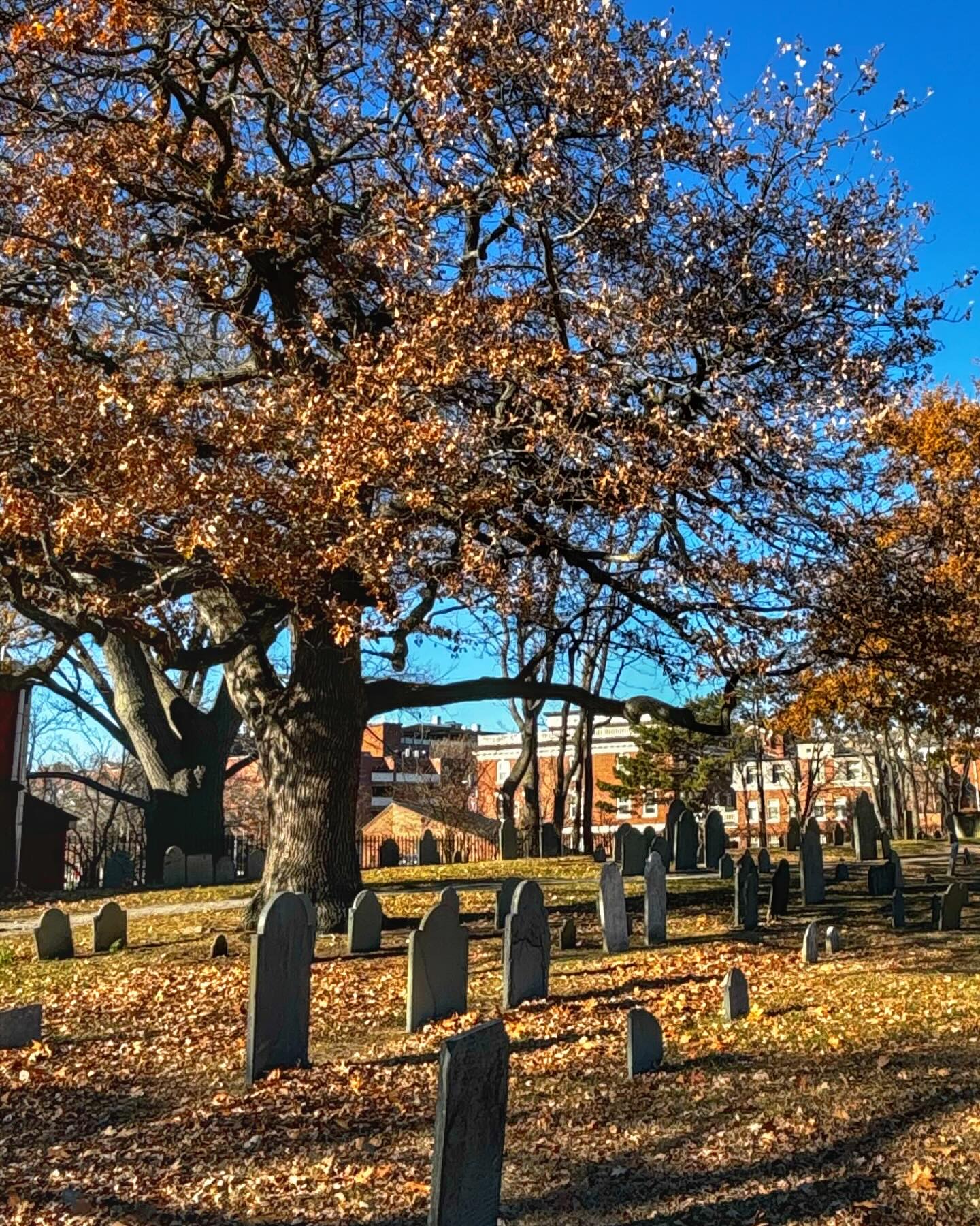 Rows of old gravestones stand beneath a large tree with golden leaves at Old Burying Point Cemetery in Salem, Massachusetts. Sunlight filters through the branches, casting shadows across the ground covered in fallen leaves.