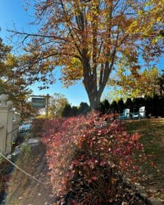 The Merchant Hotel in Salem, Massachusetts, surrounded by autumn foliage with a prominent tree, red-tinted bushes, and a lawn featuring blue Adirondack chairs under a sunny blue sky.