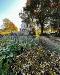 A garden with blooming purple flowers and dried plants in Salem, Massachusetts, with a historic white house and trees with fall foliage in the background.