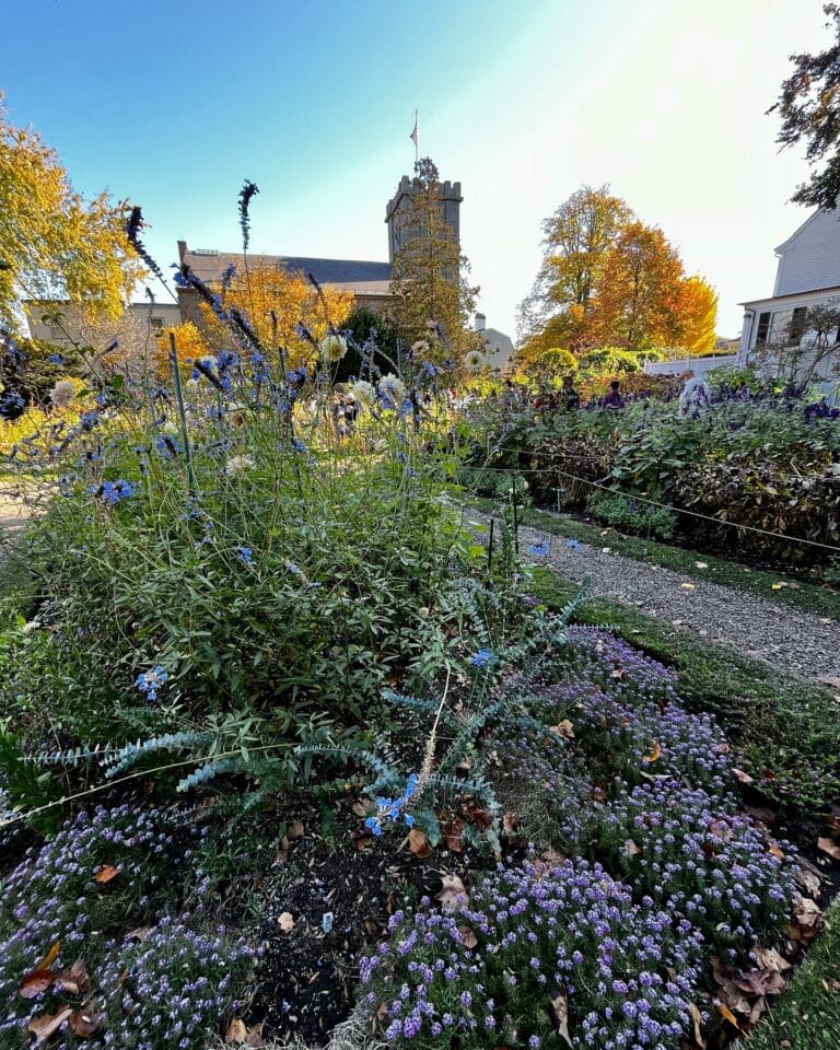 Flower garden with purple and blue blossoms in Salem, Massachusetts, with a stone building and autumn trees in the background.