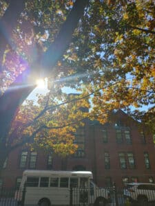Sunlight filtering through the branches of a large tree, casting warm light and shadows over Phillips Elementary School in Salem, with a white school bus parked nearby.