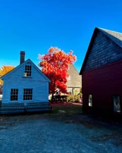 A bright red autumn tree framed by historic buildings in Salem Massachusetts, showcasing the charm of the John Ward House and surrounding structures under a clear blue sky.