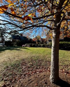 A close-up of a tree with golden autumn leaves, its shadow stretching across a green lawn near the House of the Seven Gables in Salem, Massachusetts.