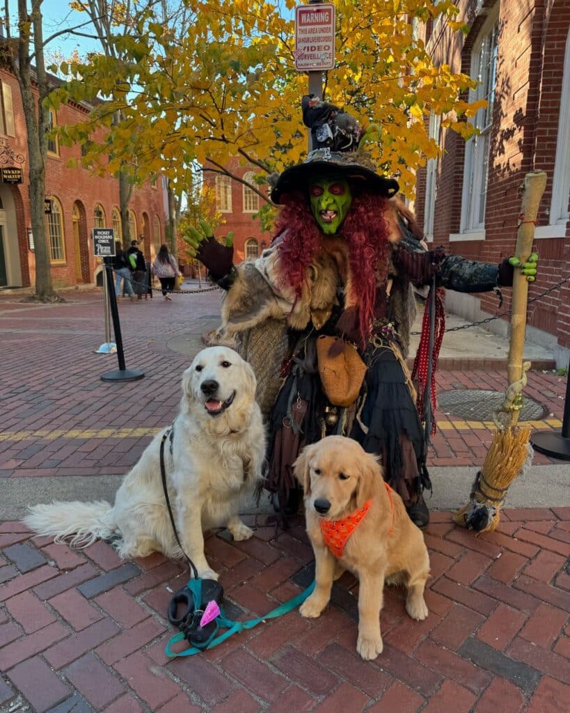 Borah, a witch with green face paint and red hair, sits with two friendly golden retrievers on a cobblestone street in Salem, Massachusetts, surrounded by autumn colors.