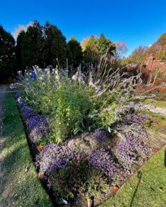 A garden bed filled with purple and blue flowers at the Ropes Mansion in Salem, Massachusetts, surrounded by greenery and a brick wall in the background.
