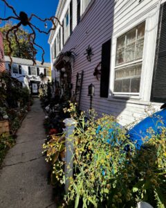 A Halloween-themed alleyway in Salem Massachusetts featuring a giant spider decoration, vibrant plants, and festive details.