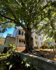 A massive tree with sprawling roots stands near the Ropes Mansion in Salem, Massachusetts, with the historic house and autumn leaves in the background under a sunlit canopy of green foliage.