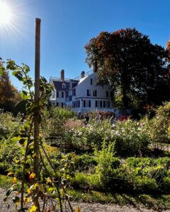 The Ropes Mansion in Salem, Massachusetts, behind a garden filled with blooming white flowers and greenery, with autumn trees and sunlight in the background.