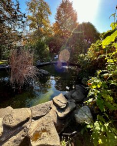 A peaceful pond in the gardens of the Ropes Mansion in Salem, Massachusetts, surrounded by stone edges, tall grasses, autumn trees, and sunlight streaming through the foliage.
