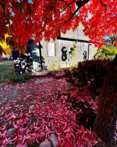Bright red autumn leaves blanket the ground and hang from a tree, framing the dark wooden exterior of the historic John Ward House in Salem, Massachusetts, under a clear blue sky.