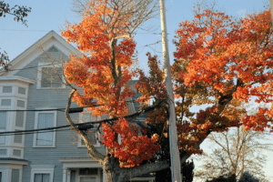 A large tree with bright red autumn leaves stands in front of a gray Victorian-style house in Salem, Massachusetts.