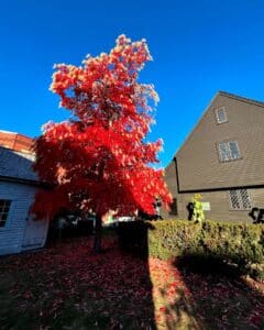A stunning red autumn tree standing next to the historic John Ward House in Salem Massachusetts, with bright leaves scattered on the ground under a clear blue sky.